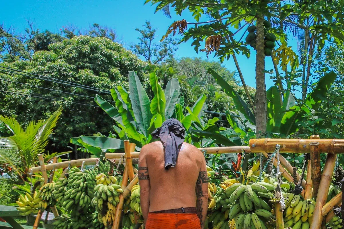 A man in the middle of a tropical forest tending banaes